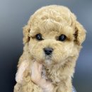 야옹아멍멍해봐(원성점) 이미지