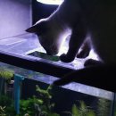 어항고개 이미지