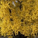 상봉2구마을회관 | 갈까말까 할땐 가자! 뚜벅이의 원주 반계리 은행나무 당일치기