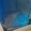 큰기장곰장어 이미지