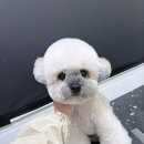 까까독(아산애견미용실아산애견호텔) 네이버블로그