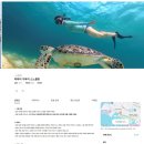 대륙카서비스 | 아이와 하와이 여행 액티비티 추천 거북이 스노쿨링 원조 업체