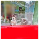 크라운독 이미지