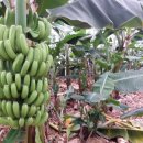 제주 바나나 농장 방문 이미지