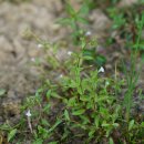 밭둑외풀 Lindernia procumbens (Krock.) Borbás 이미지