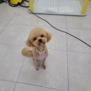 동그란 멍멍이 이미지