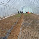 목화농원 이미지