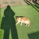 쿠잉풀빌라앤스파펜션 이미지