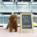 도그메리트 강아지 이미지