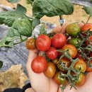 후수농장 이미지