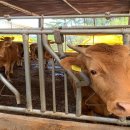 대신축산 이미지