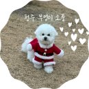 소풍 | 청주 애견동반 장소대여 부엉이소풍 내돈내산 후기