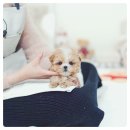 능곡어울림센터 | 능곡동 강아지분양 후기 – “가볍게 보러 갔다가 결국 가족을 데려왔어요”