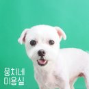 뭉치네 미용실 이미지
