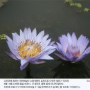 수련