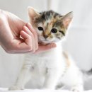 더나은 동물병원 이미지