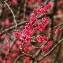 #[구례군편] 섬진강 벚꽃놀이...........6 이미지