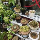 진시황이색쟁반짜장 이미지