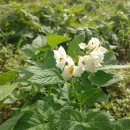 오륜농장 이미지