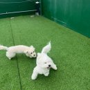 멍머니 2호점 이미지