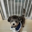 리틀 포레브 이미지