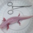 동물병원 All Pets 이미지