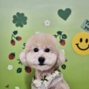 멍블리 펫 이미지