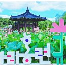 함안 연꽃테마 파크 아라홍연 이미지