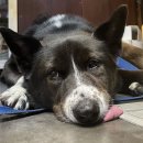 오라켄넬 | [깜순이]유기견 임시 보호 후기&amp;입양 홍보