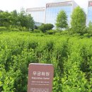 서울식물원 Daum카페