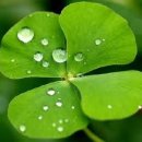 네잎클로버 이미지