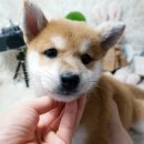 동일애견샵 이미지