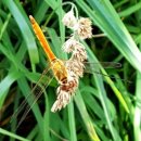고추잠자리 이미지
