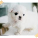 아기강아지 이미지