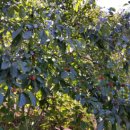 새소망푸드뱅크 이미지