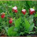 복주머니 이미지