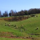 목장양꼬치 이미지