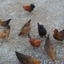 행복을주는닭 이미지