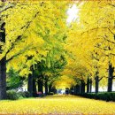 은행나무길 이미지