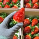 하나로농장-2 이미지