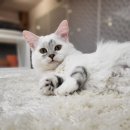 츄냥이 하우스 이미지