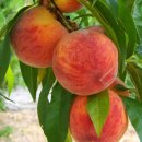 청도농장 이미지