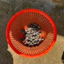 백학어촌계 유료낚시터 | 인천영흥도 갯벌체험 두군데 차이점 사메기갯벌체험장 후기