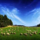 평화목장 이미지