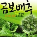 곰보배추(冬生草)의 효능 이미지