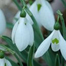 스노우드롭 이미지