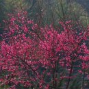 DMZ, 평화의 편지 이미지