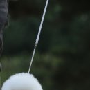 레이지포 이미지