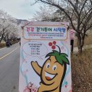 [금산] 엄마 아빠랑 떠난 봄소풍 금산 보곡산골 산벚꽃 축제 후기💕