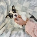 도그마루 강아지고양이 목동점 이미지